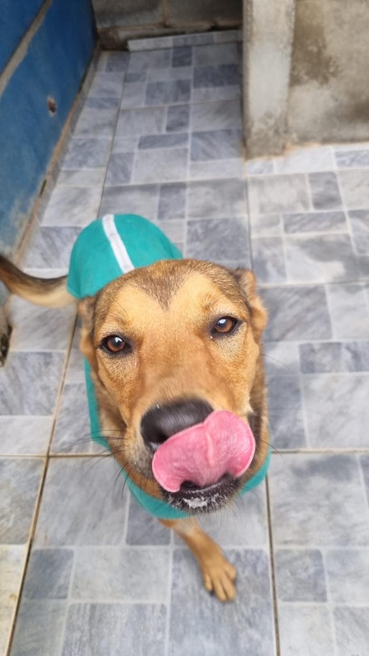 Animal resgatado pela Laticão