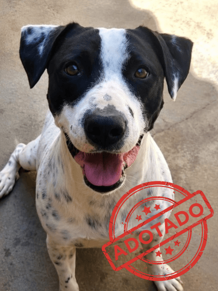 Chico